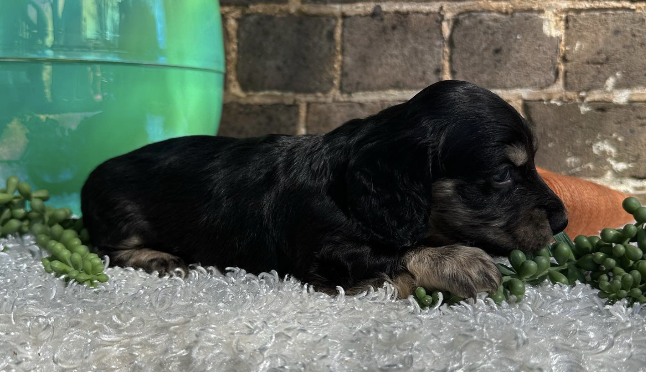 Morgans clearance mini doxies